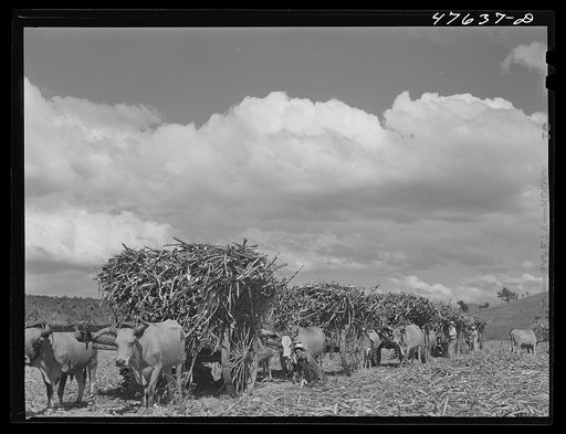 Guanica, Puerto Rico (vicinity). Sugar-laden ox carts ready to go to the loading station to be weighed and shipped to the sugar mill