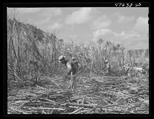 Untitled photo, possibly related to: Guanica, Puerto Rico (vicinity). Harvesting cane in a burned field. Burning the fields destroys the dense leaves and makes cutting the unharmed stalks easier