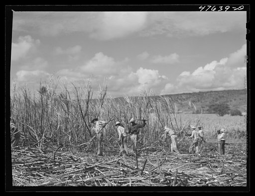Untitled photo, possibly related to: Guanica, Puerto Rico (vicinity). Harvesting cane in a burned field. Burning the fields destroys the dense leaves and makes cutting the unharmed stalks easier