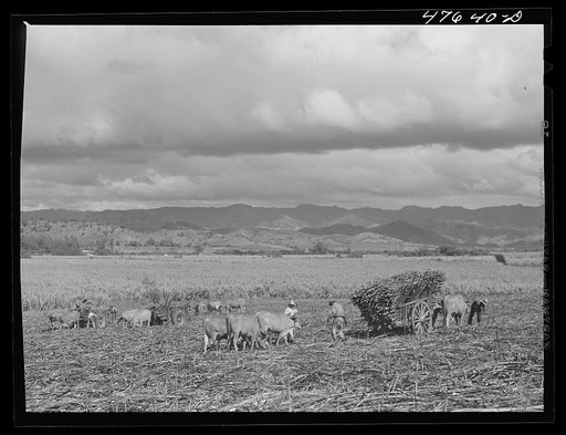 Untitled photo, possibly related to: Guanica, Puerto Rico (vicinity). Harvesting sugar cane in a field. The cattle in the background have been let loose to feed on the leaves