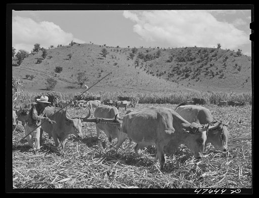 Guanica, Puerto Rico (vicinity). Team of oxen pulling a load of cane to the loading station where it will be shipped by freight to the sugar mill