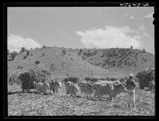 Guanica, Puerto Rico (vicinity). Sugar-laden ox carts ready to go to the loading station to be weighted and shipped to the sugar mill