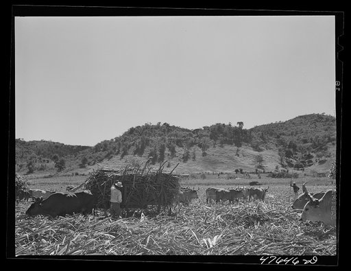 Untitled photo, possibly related to: Guanica, Puerto Rico (vicinity). Sugar-laden ox carts ready to go to the loading station to be weighted and shipped to the sugar mill