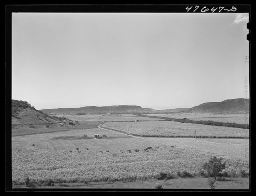 Untitled photo, possibly related to: Guanica, Puerto Rico (vicinity). Harvesting sugar cane in a field. The cattle in the background have been let loose to feed on the leaves