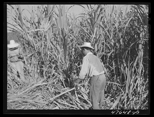 Untitled photo, possibly related to: Guanica, Puerto Rico (vicinity). Harvesting sugar cane in the field. The cattle in the background have been let loose to feed on the leaves