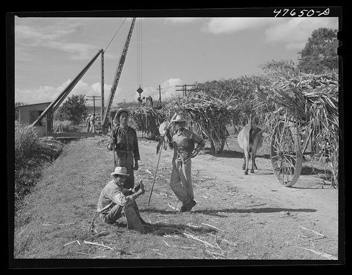 Guanica, Puerto Rico (vicinity). Sugar-laden ox carts waiting at the loading station for loads of cane to be weighed and put into freight cars for shipment to the sugar mills