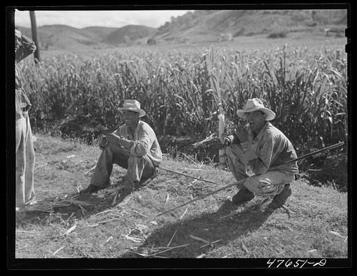 Guanica, Puerto Rico (vicinity). Ox cart drivers eating sugar cane as they wait for their loads to be put on freight cars to be shipped to the sugar mill