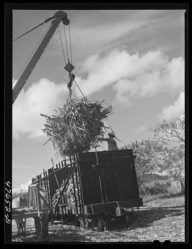 Untitled photo, possibly related to: Guanica, Puerto Rico (vicinity). At the loading station. Here cane is loaded by crane on to freight cars to be shipped to the sugar mill