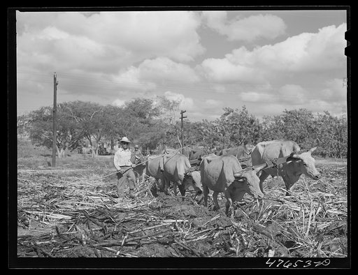 Untitled photo, possibly related to: Guanica, Puerto Rico (vicinity). Team of oxen pulling a load of cane to the loading station where it will be shipped by freight to the sugar mill