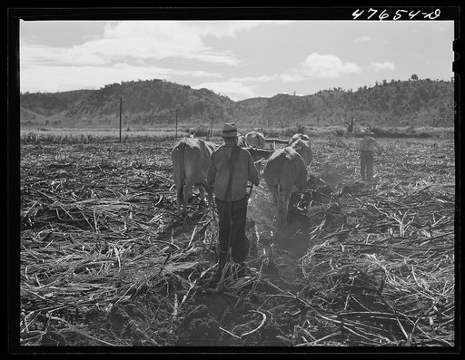 Untitled photo, possibly related to: Guanica, Puerto Rico. Eight-ox team used to plough furrows in a sugar cane field as a guide for the "gyrotiller"