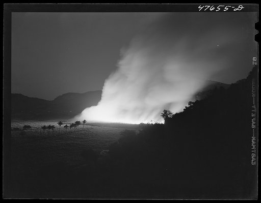 Guanica, Puerto Rico (vicinity). Burning a sugar cane field. This is a process that destroys the leaves and makes the sugar cane easier to harvest