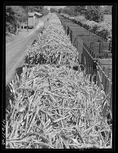 Untitled photo, possibly related to: Guanica, Puerto Rico (vicinity). Train load of sugar cane on its way to the sugar mill