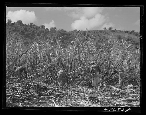 Guanica, Puerto Rico (vicinity). Harvesting cane in a burned field. Burning the fields destroys the dense leaves and makes cutting the unharmed stalks easier