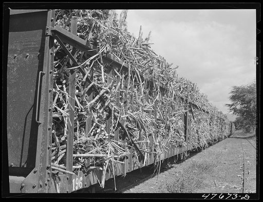 Untitled photo, possibly related to: Guanica, Puerto Rico (vicinity). Train load of sugar cane on its way to the sugar mill