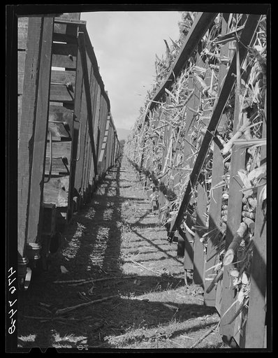Untitled photo, possibly related to: Guanica, Puerto Rico (vicinity). Train load of sugar cane on its way to the sugar mill