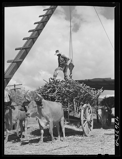Guanica, Puerto Rico (vicinity). At the loading station. Here cane is loaded by crane on to freight cars to be shipped to the sugar mill