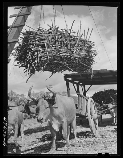 Untitled photo, possibly related to: Guanica, Puerto Rico (vicinity). At the loading station. Here cane is loaded by crane on to freight cars to be shipped to the sugar mill