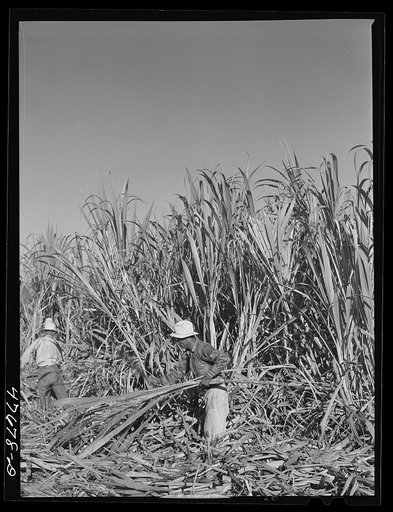 Guanica, Puerto Rico (vicinity). Harvesting sugar cane in the field. The cattle in the background have been let loose to feed on the leaves