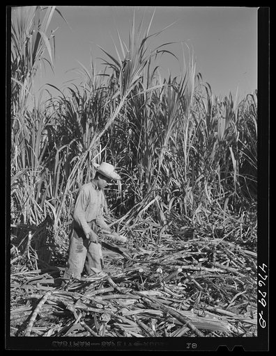 Untitled photo, possibly related to: Guanica, Puerto Rico (vicinity). Harvesting sugar cane in the field. The cattle in the background have been let loose to feed on the leaves