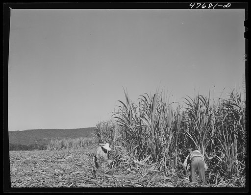 Untitled photo, possibly related to: Guanica, Puerto Rico (vicinity). Harvesting sugar cane in the field. The cattle in the background have been let loose to feed on the leaves
