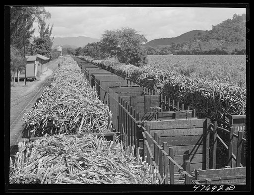 Untitled photo, possibly related to: Guanica, Puerto Rico (vicinity). Train load of sugar cane on its way to the sugar mill