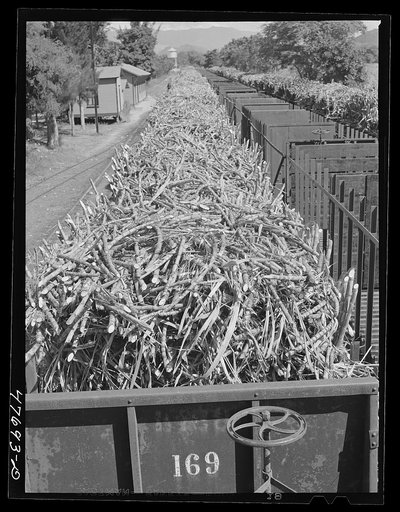 Guanica, Puerto Rico (vicinity). Train load of sugar cane on its way to the sugar mill