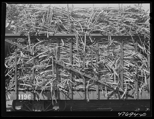 Guanica, Puerto Rico (vicinity). Train load of sugar cane on its way to the sugar mill