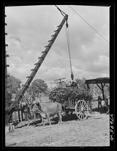 Untitled photo, possibly related to: Guanica, Puerto Rico (vicinity). At the loading station. Here cane is loaded by crane on to freight cars to be shipped to the sugar mill