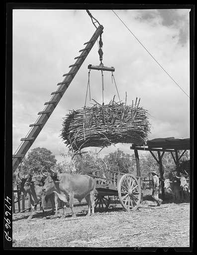 Guanica, Puerto Rico (vicinity). At the loading station. Here cane is loaded by crane on to freight cars to be shipped to the sugar mill