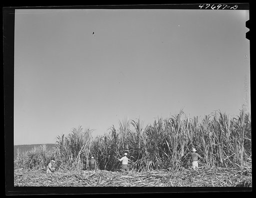 Untitled photo, possibly related to: Guanica, Puerto Rico (vicinity). Harvesting cane in a burned field. Burning the fields destroys the dense leaves and makes cutting the unharmed stalks easier