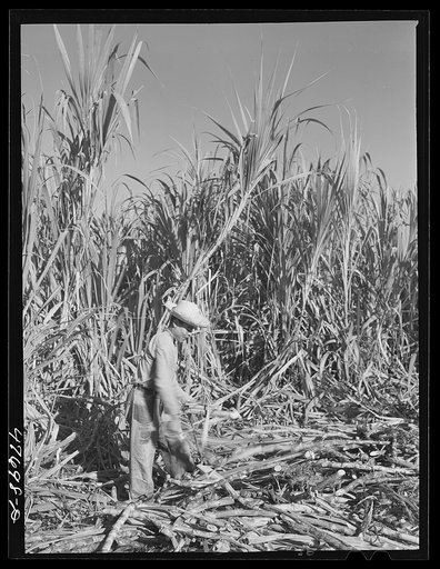 Untitled photo, possibly related to: Yauco, Puerto Rico (vicinity). Harvesting cane in a sugar cane field