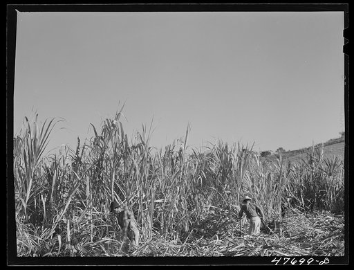 Untitled photo, possibly related to: Yauco, Puerto Rico (vicinity). Harvesting cane in a sugar cane field