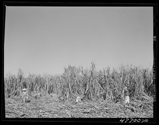 Untitled photo, possibly related to: Yauco, Puerto Rico (vicinity). Harvesting cane in a sugar cane field