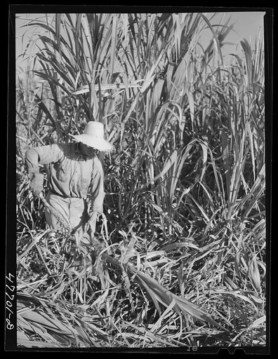 Guanica, Puerto Rico (vicinity). Harvesting sugar cane in a field. The cattle in the background have been let loose to feed on the leaves