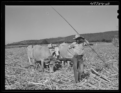 Guanica, Puerto Rico (vicinity). Ox cart driver and his team in a sugar field