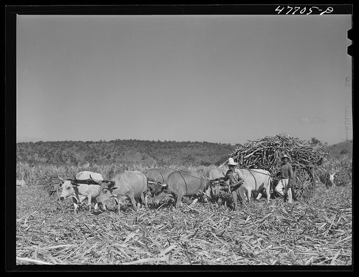 Untitled photo, possibly related to: Guanica, Puerto Rico (vicinity). Ox cart driver and his team in a sugar field