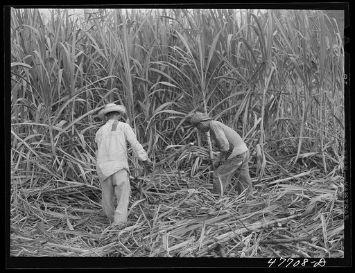 Yauco, Puerto Rico (vicinity). Harvesting cane in a sugar cane field