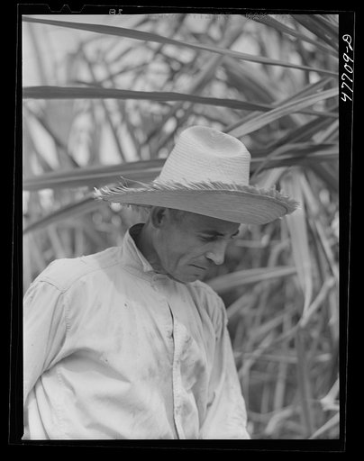 Untitled photo, possibly related to: Yauco, Puerto Rico (vicinity). Harvesting cane in a sugar cane field