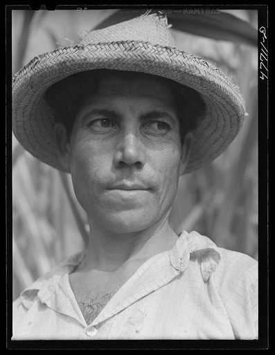 Yauco, Puerto Rico (vicinity). Farm laborer who was cutting cane in a sugar field