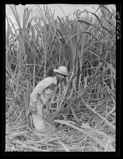 Yauco, Puerto Rico (vicinity). Harvesting sugar cane in a sugar cane field