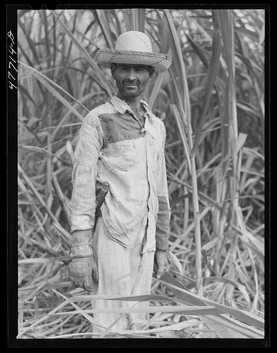 Yauco, Puerto Rico (vicinity). Farm laborer who was cutting sugar cane in a field