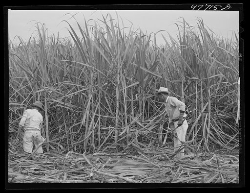 Untitled photo, possibly related to: Yauco, Puerto Rico (vicinity). Harvesting cane in a sugar cane field