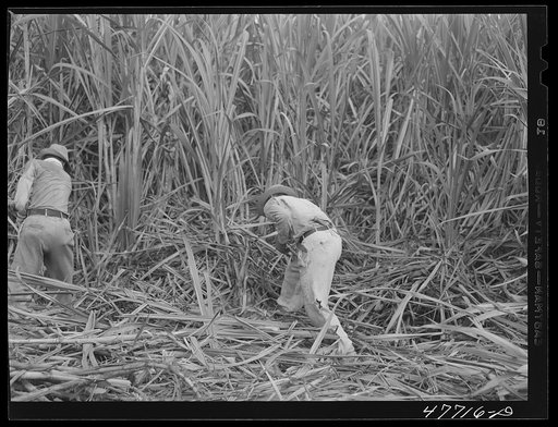 Untitled photo, possibly related to: Yauco, Puerto Rico (vicinity). Harvesting cane in a sugar cane field