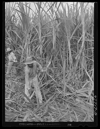 Yauco, Puerto Rico (vicinity). Harvesting cane in a sugar field