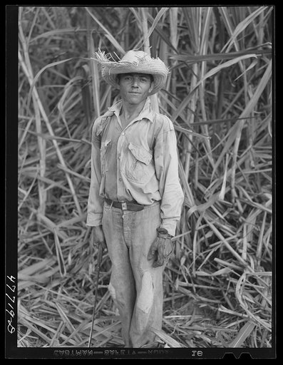 Untitled photo, possibly related to: Yauco, Puerto Rico (vicinity). Harvesting cane in a sugar cane field