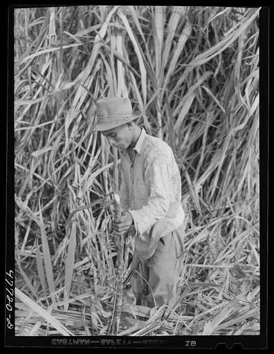 Untitled photo, possibly related to: Yauco, Puerto Rico (vicinity). Harvesting cane in a sugar cane field