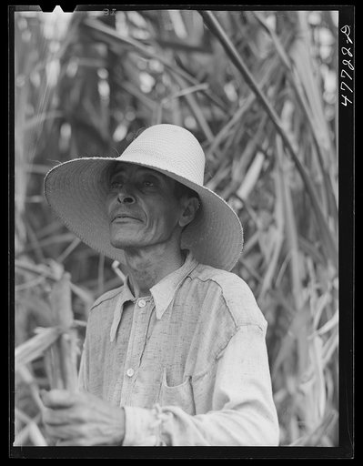 Yauco, Puerto Rico (vicinity). Farm laborer who was cutting sugar cane in a field