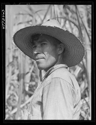 Untitled photo, possibly related to: Yauco, Puerto Rico (vicinity). Harvesting cane in a sugar field