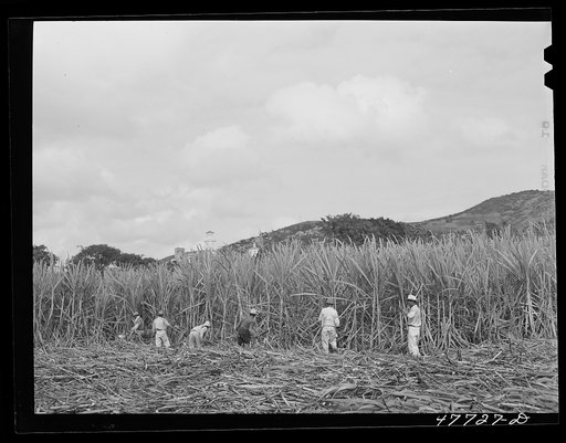 Untitled photo, possibly related to: Yauco, Puerto Rico (vicinity). Harvesting cane in a sugar field