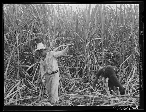 Untitled photo, possibly related to: Yauco, Puerto Rico (vicinity). Harvesting cane in a sugar field